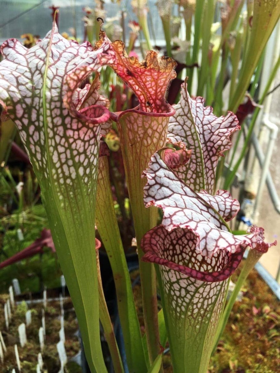 Sarracenia ликер