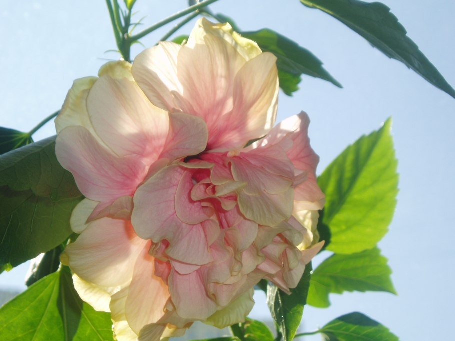 Гибискус Купера карнавал