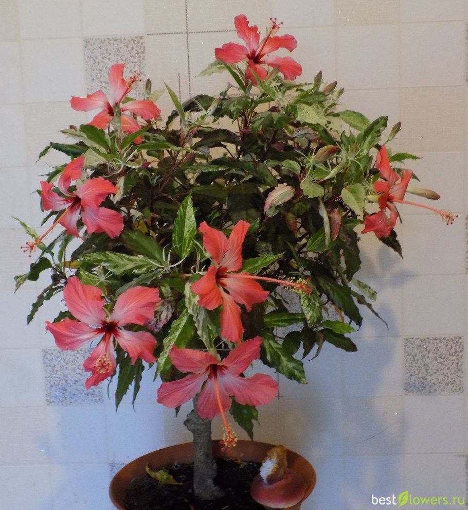 Гибискус красный пестролистный