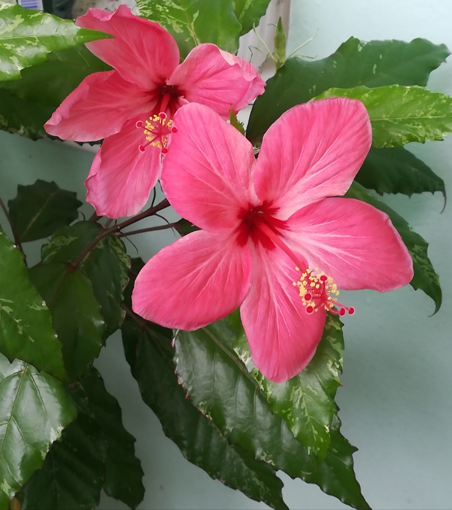 Гибискус Купера пестролистный