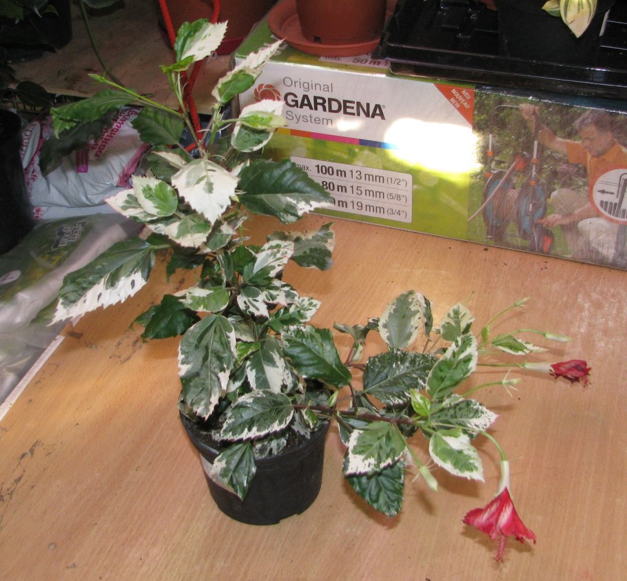 Гибискус Купера