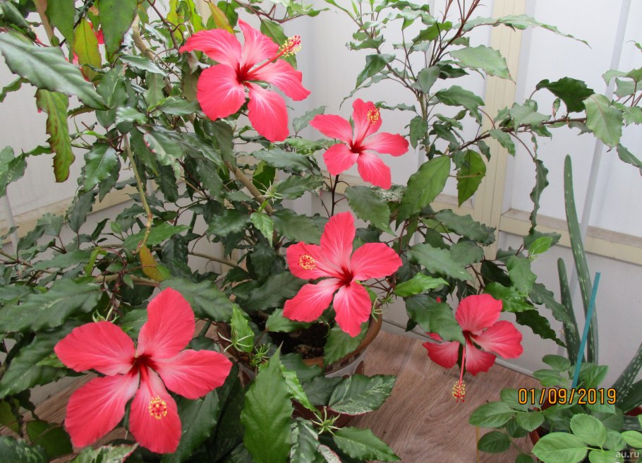 Гибискус пестролистный цветение