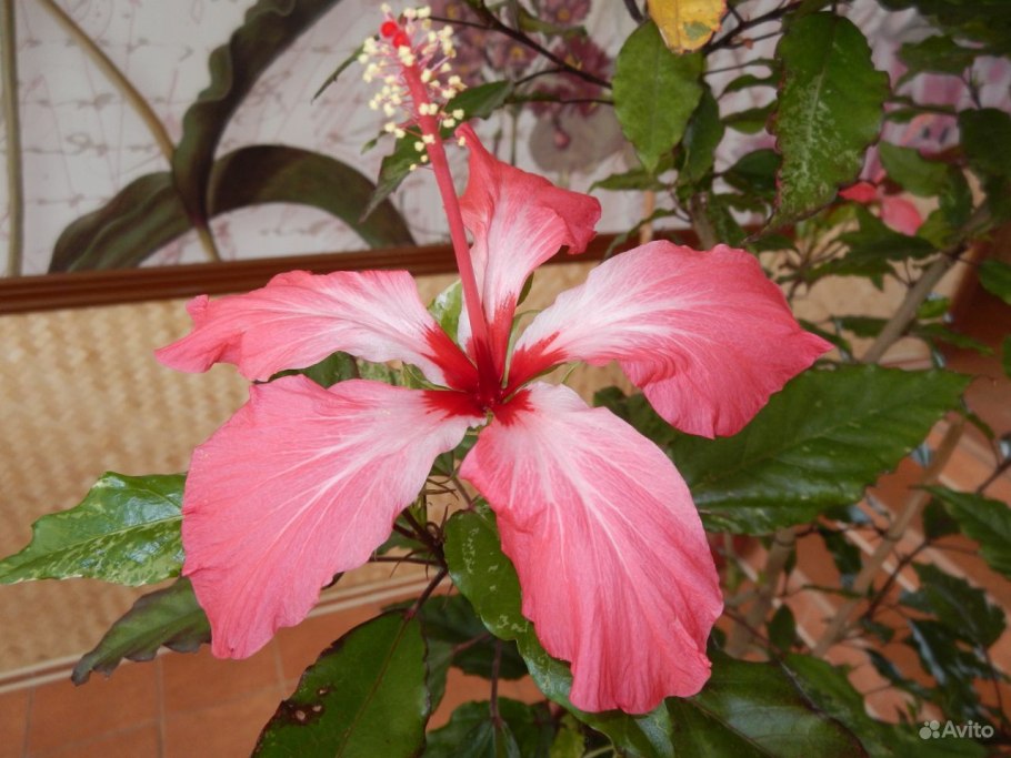 Гибискус вариегатный Снежная Королева