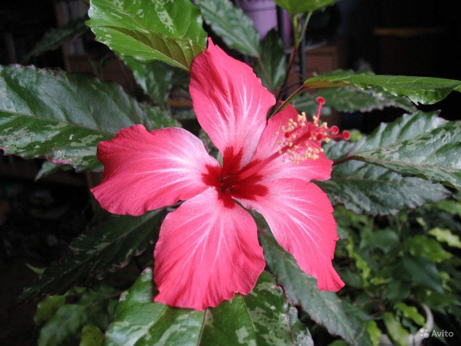 Гибискус Триколор пестролистный