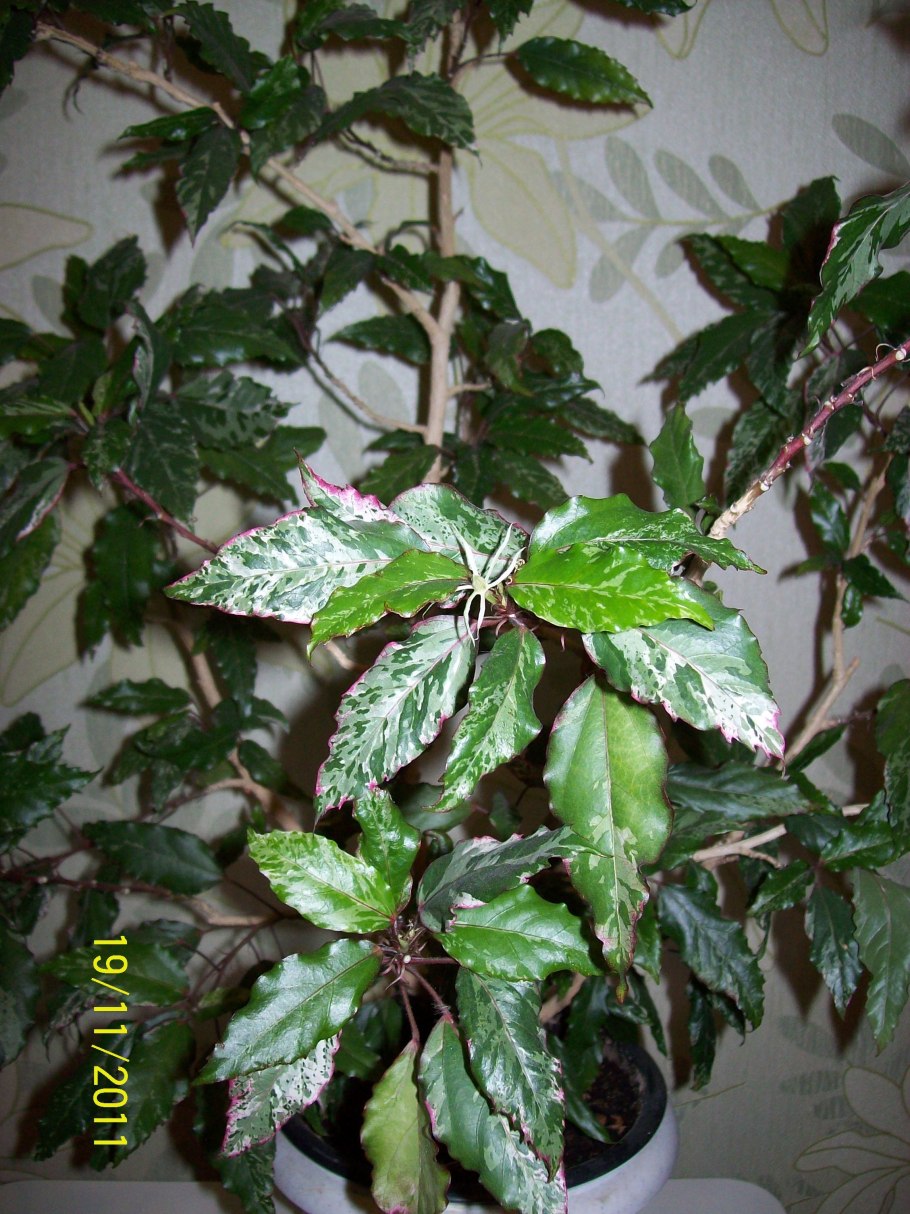 Hibiscus Rosa-sinensis variegata