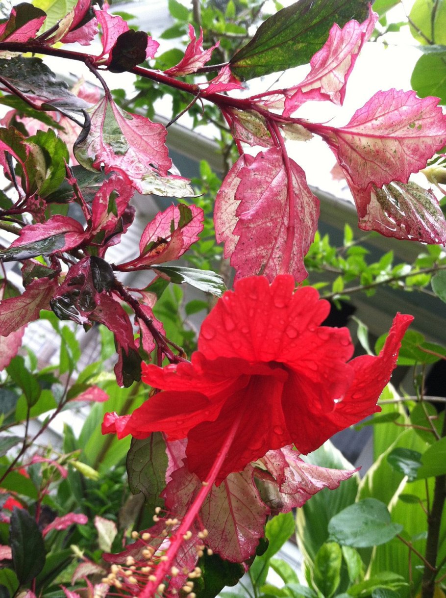 Гибискус пестролистный махровый