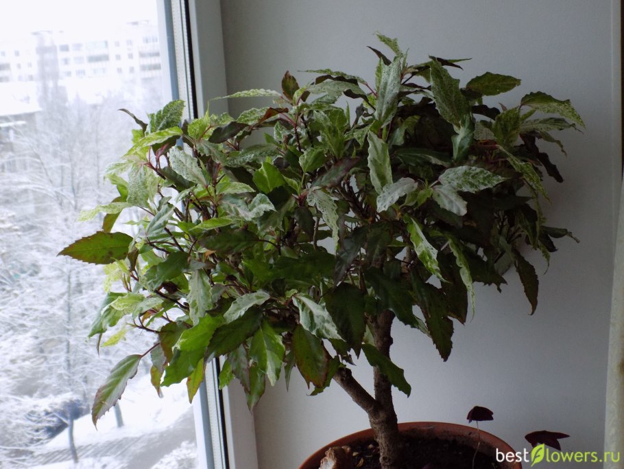 Гибискус Купера пестролистный