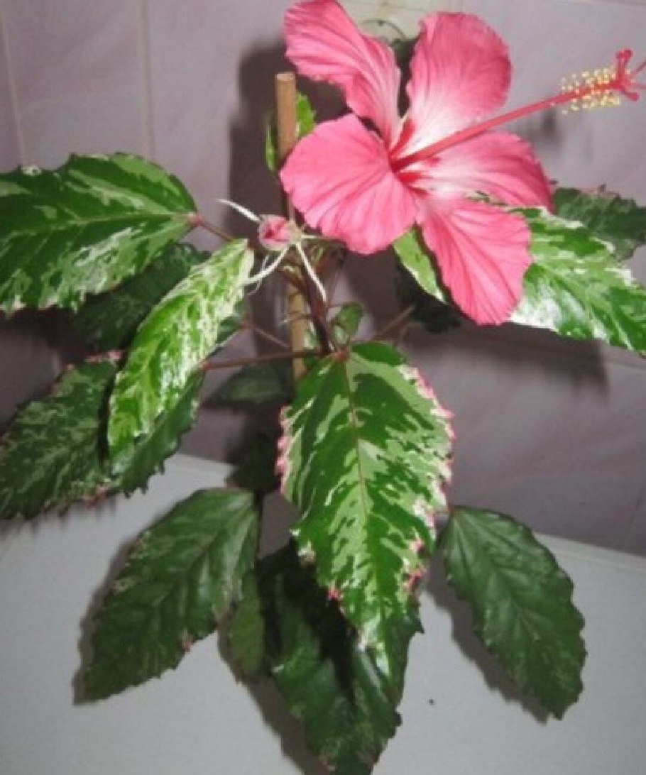 Гибискус сирийский purpureus variegatus