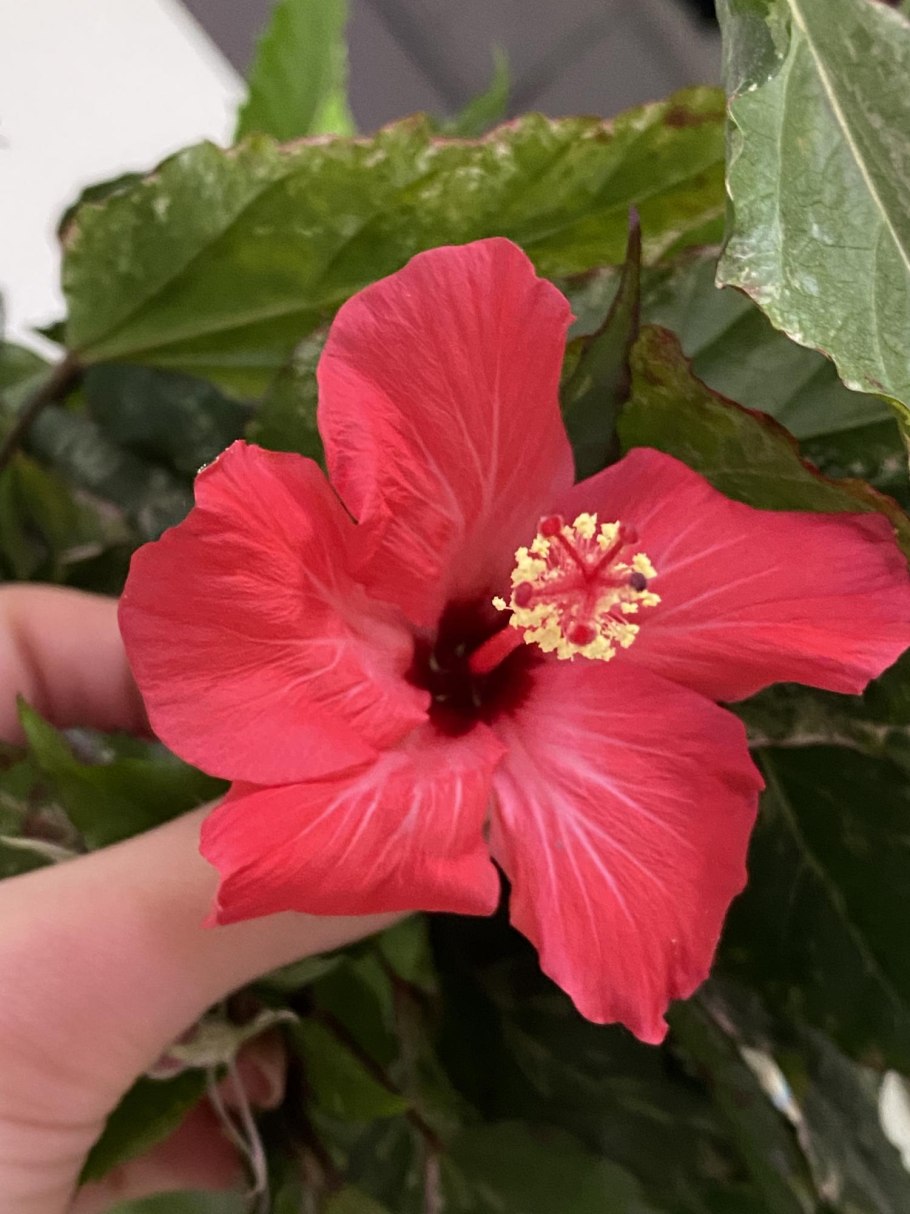 Гибискус Купера пестролистный