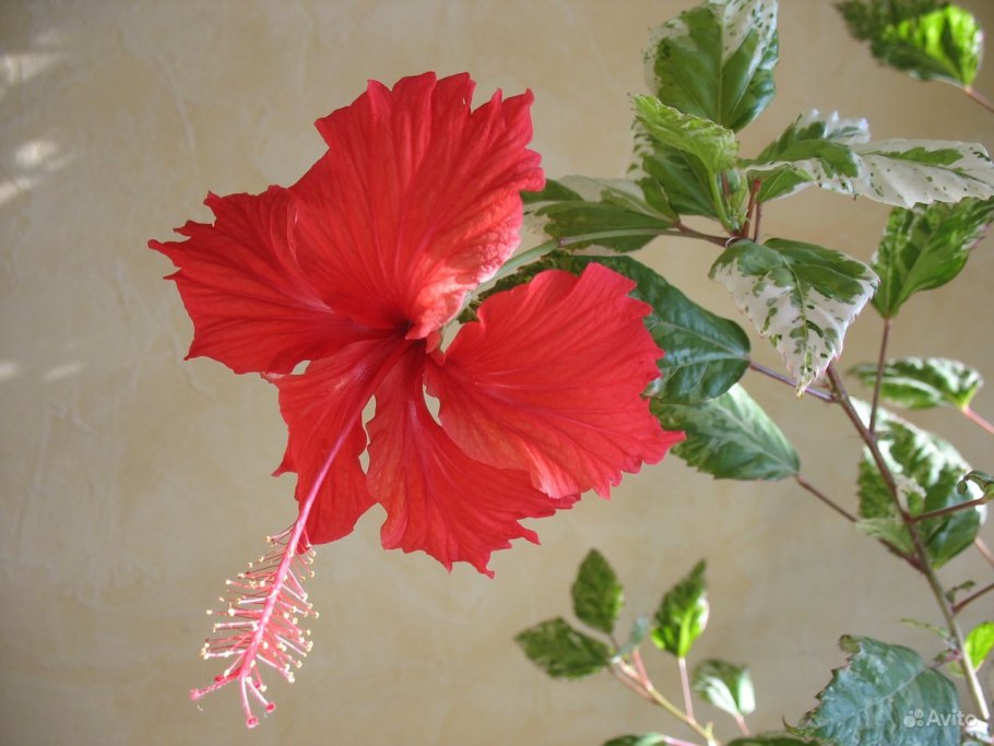 Гибискус в Евпатории