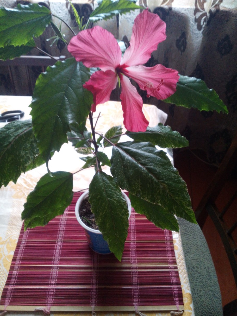 Гибискус Купера пестролистный формирование кроны