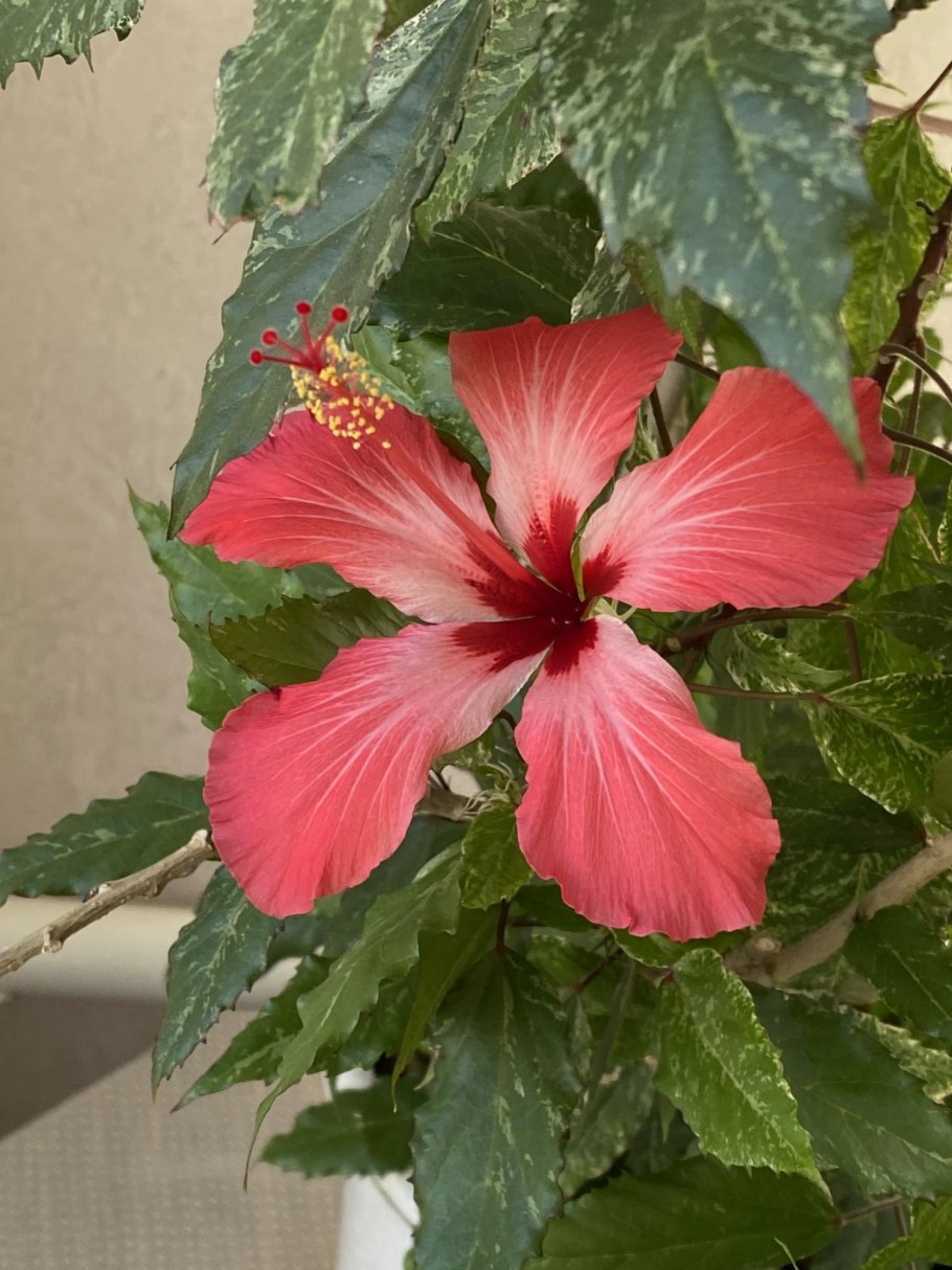 Гибискус узколистный комнатный