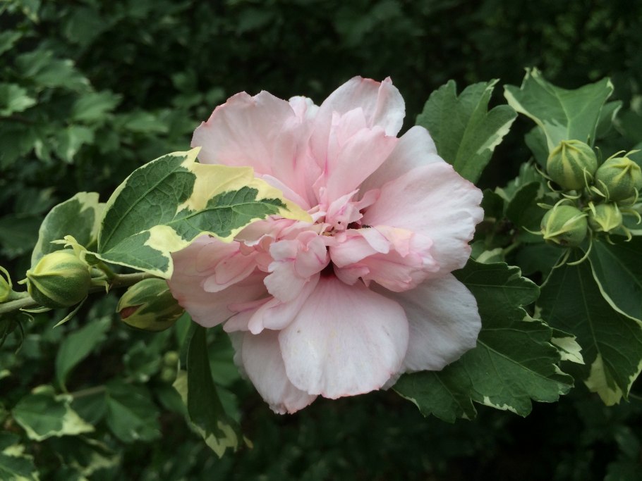 Гибискус Double Pink variegata