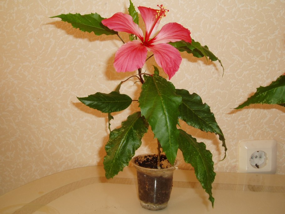 Гибискус вариегатный красный