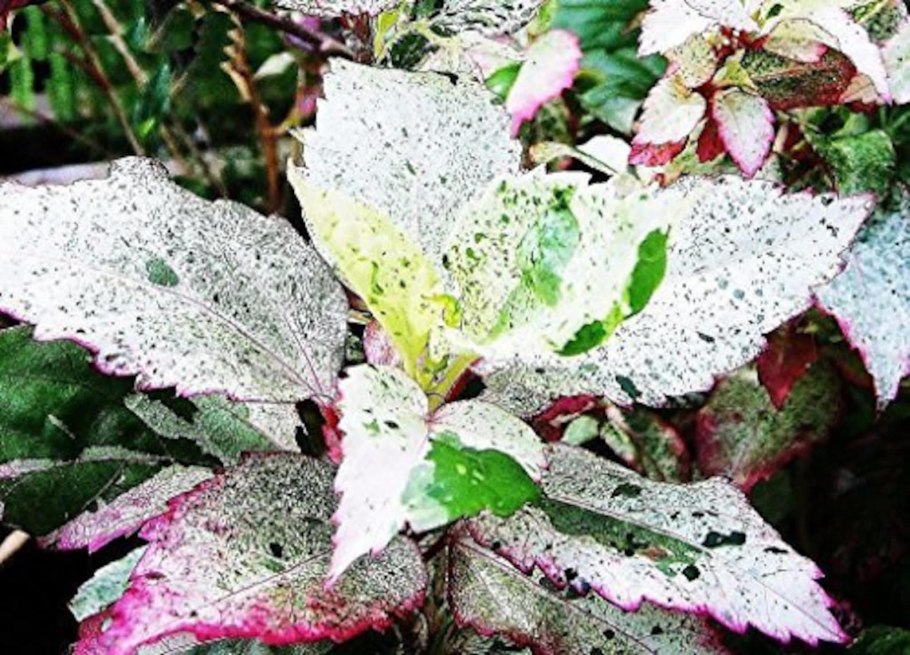 Гибискус Купера размножение