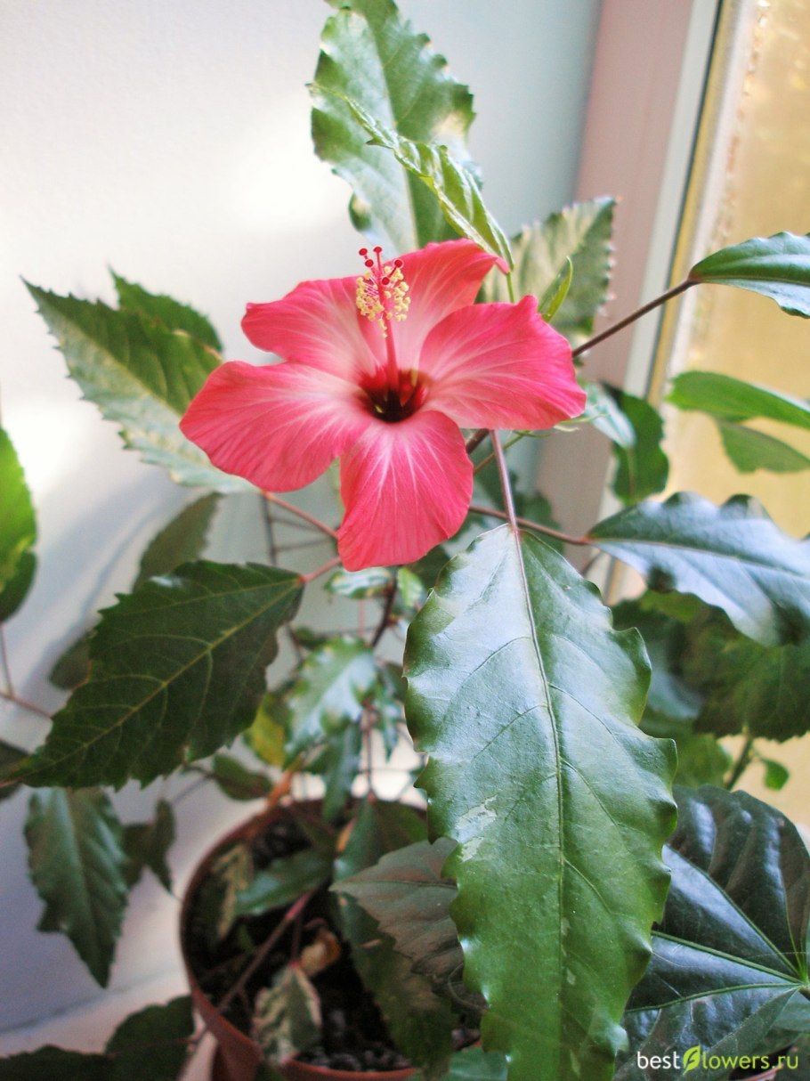 Гибискус Купера Снежная Королева