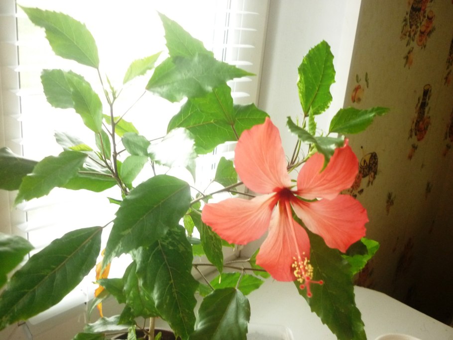 Гибискус комнатный