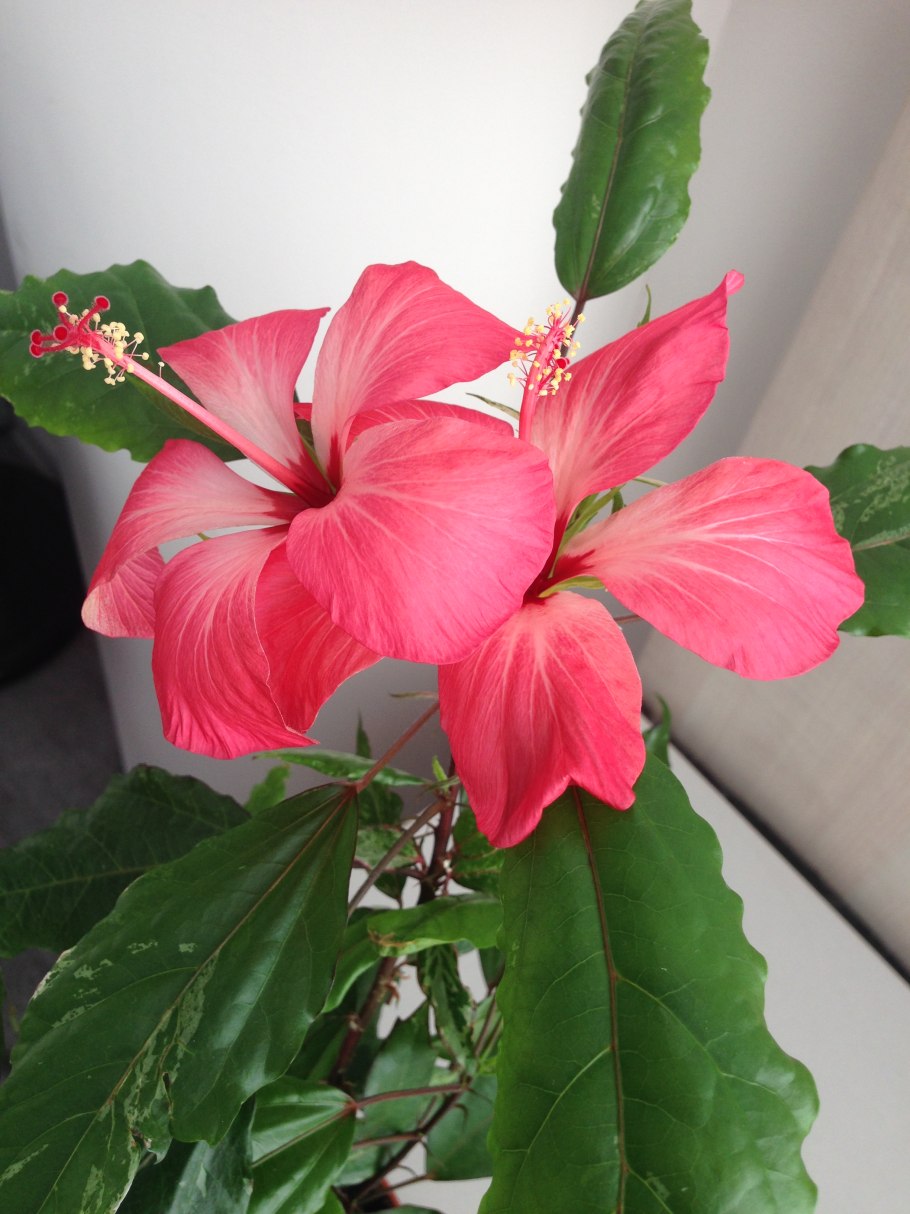 Гибискус пестролистный махровый