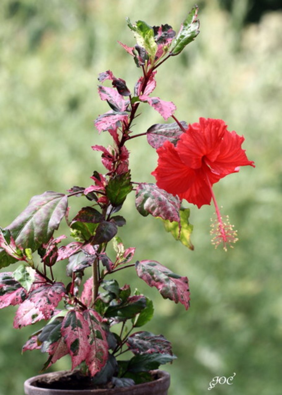 Гибискус купера