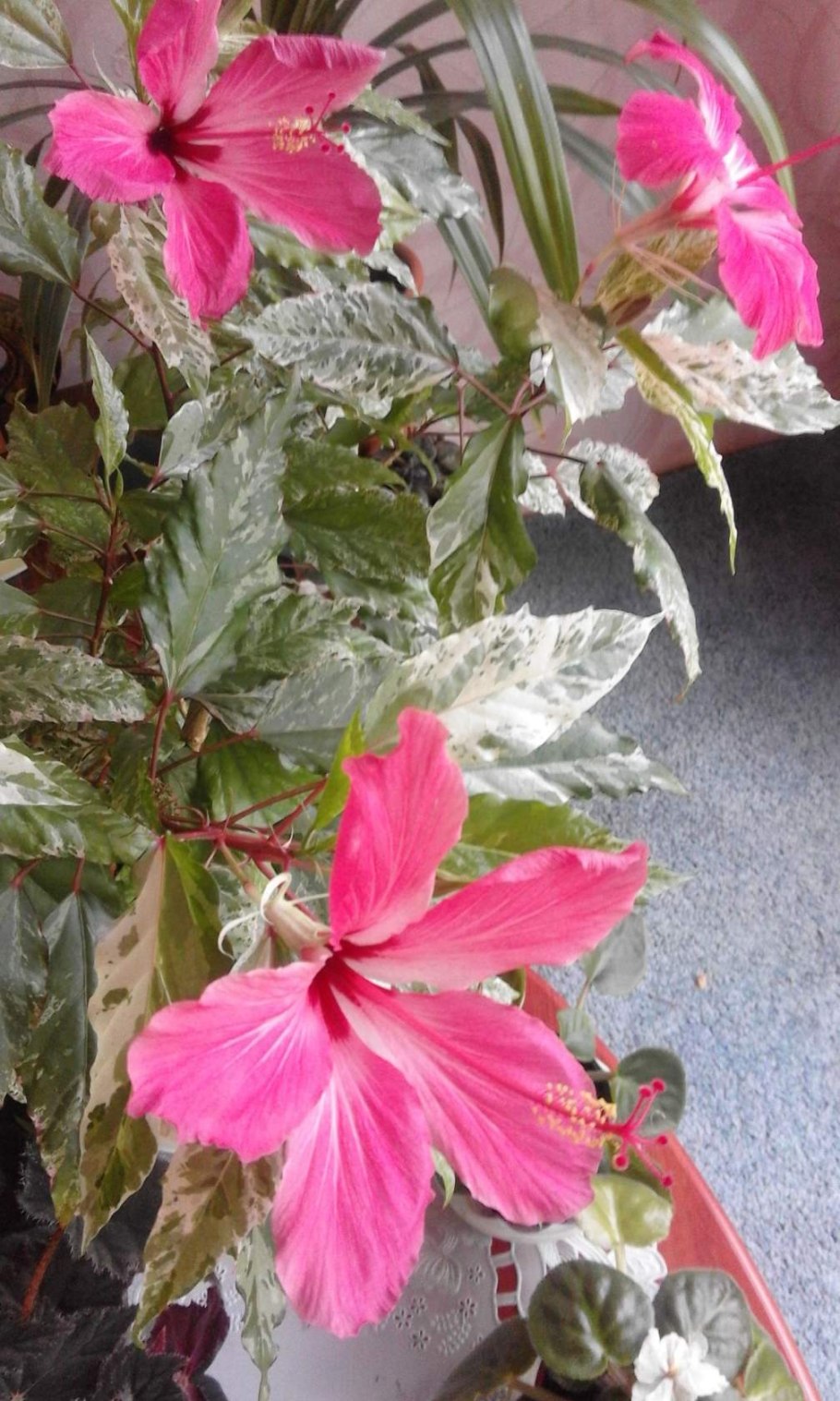 Гибискус Rosa sinensis