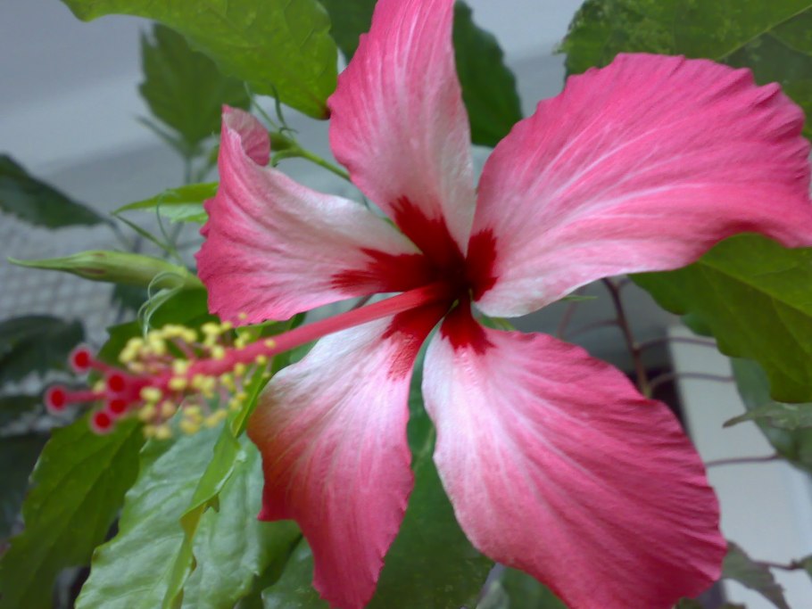 Гибискус Купера карнавал