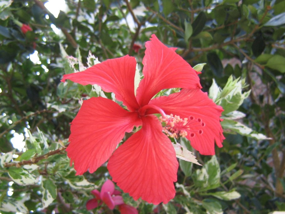 Листва пестролистного гибискуса