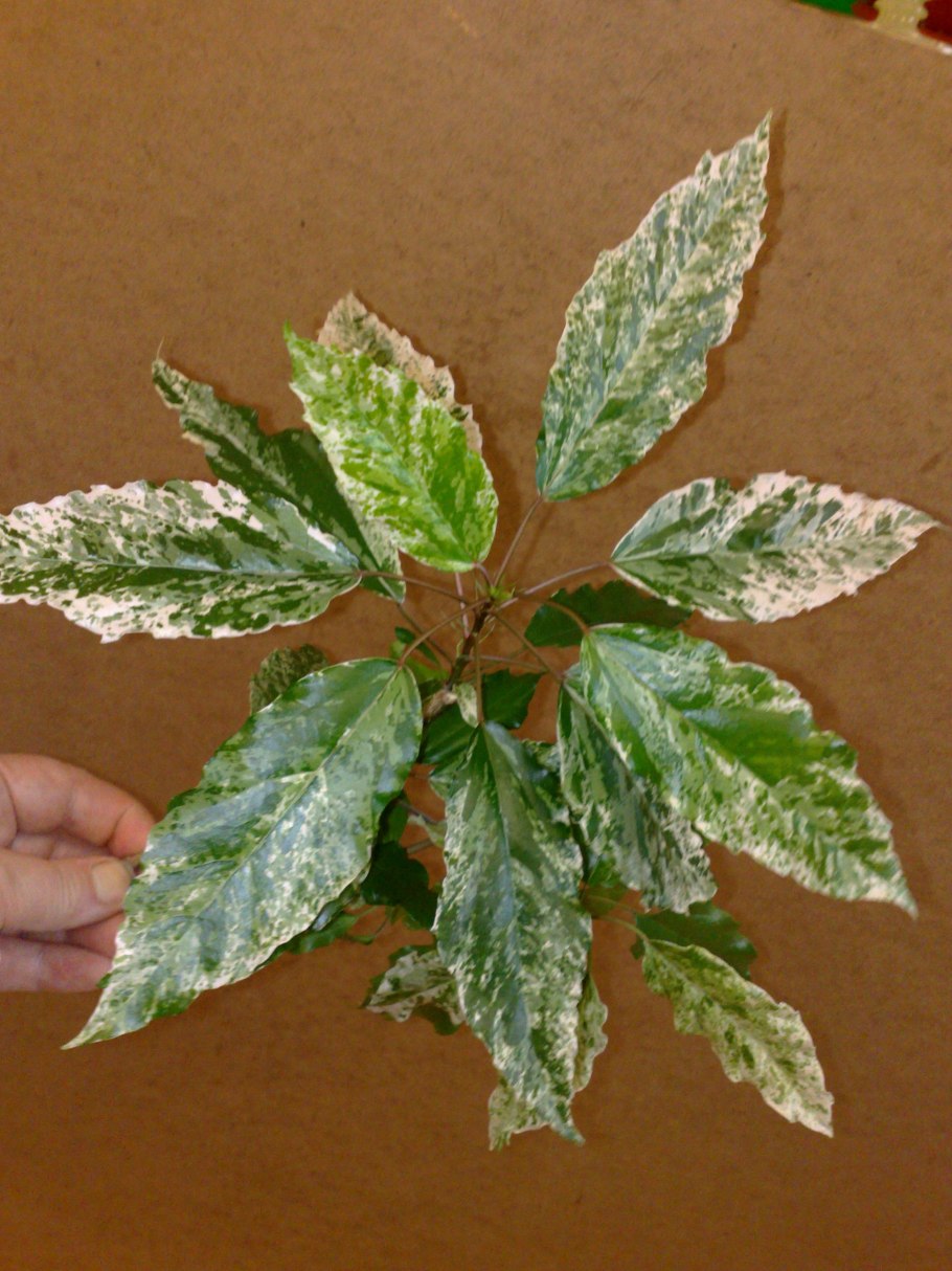 Гибискус комнатный пестролистный