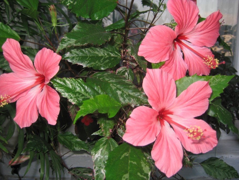 Гибискус сирийский вариегатный