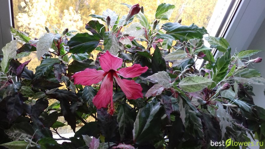 Гибискус Купера карнавал