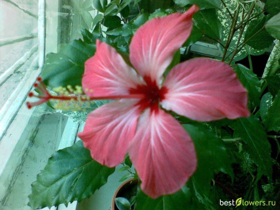 Гибискус Купера карнавал