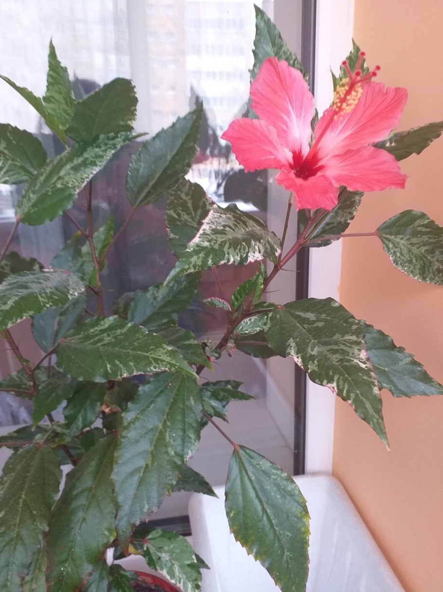 Гибискус Вариегата комнатный