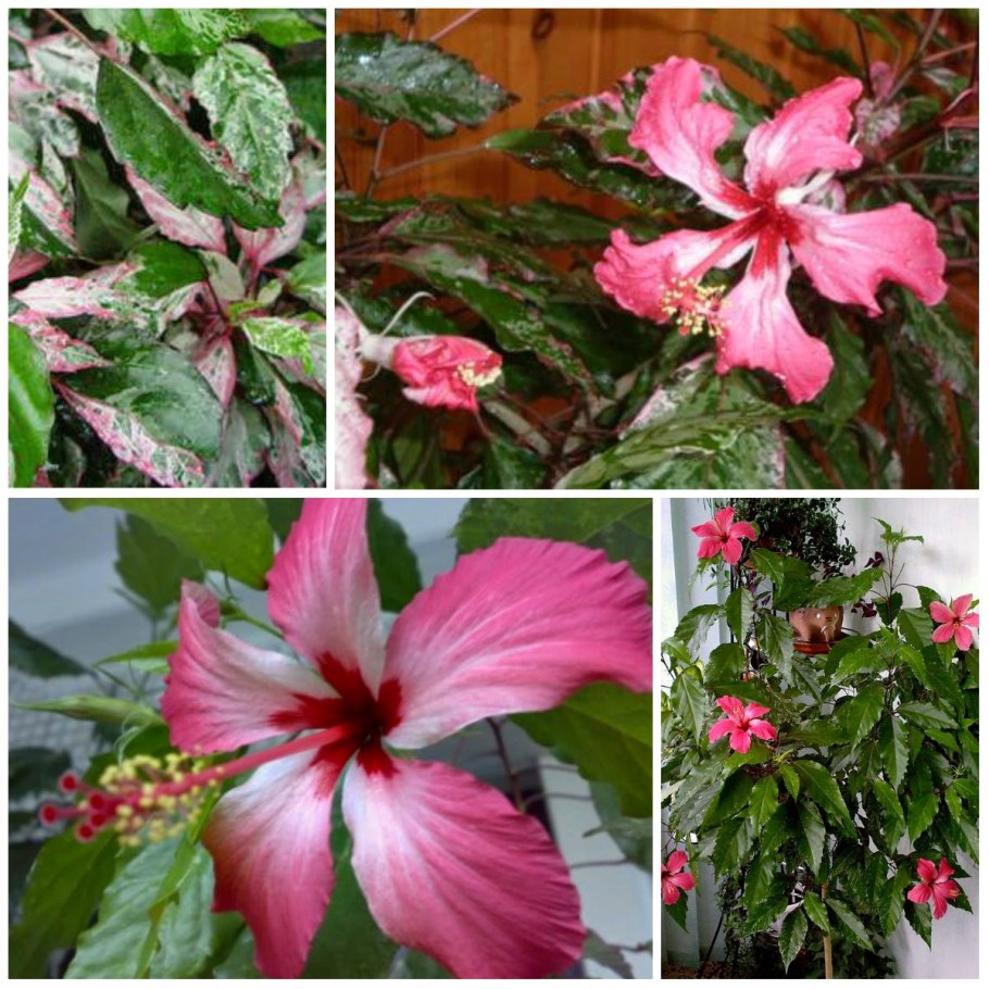 Гибискус Вариегата комнатный