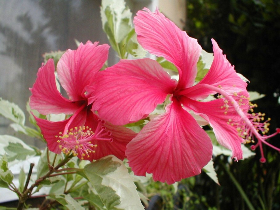 Гибискус купера