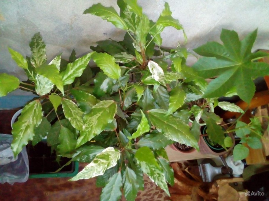 Гибискус комнатный