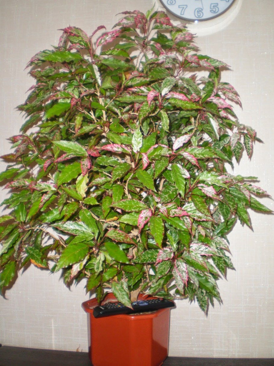 Гибискус вариегатный пестролистный