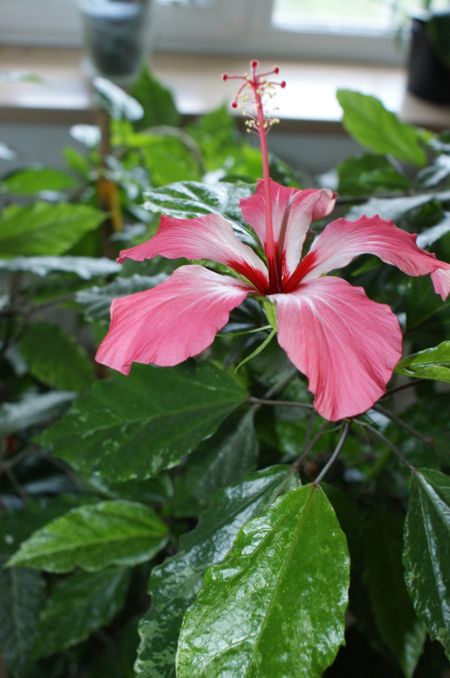 Гибискус купера пестролистный