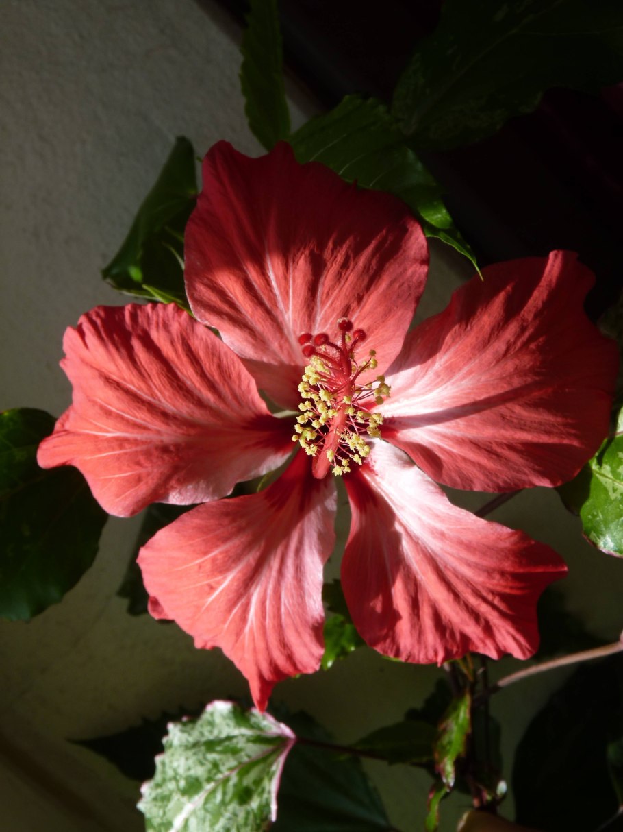 Гибискус вариегатный Снежная Королева