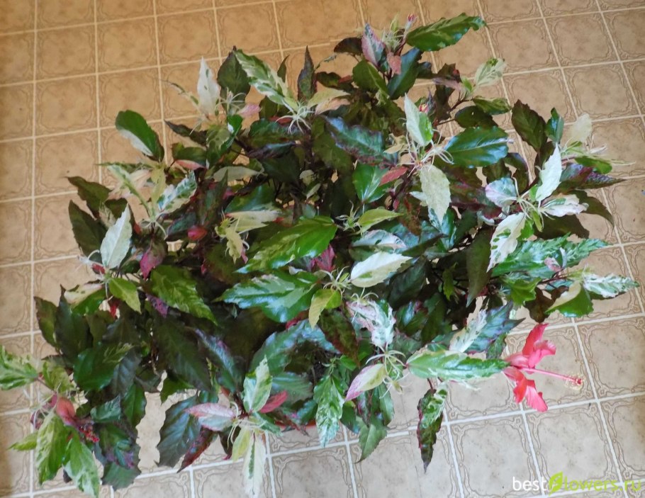 Гибискус Купера