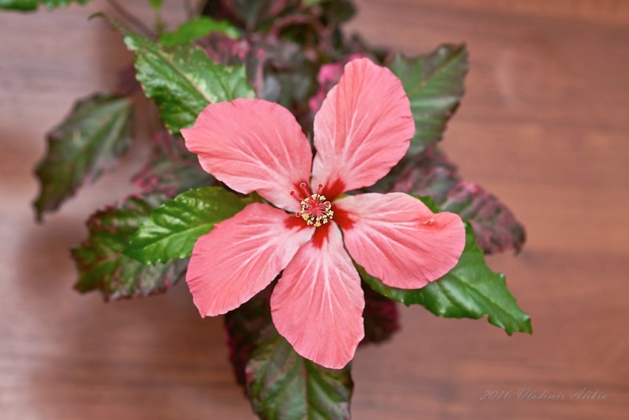 Гибискус пестролистный махровый