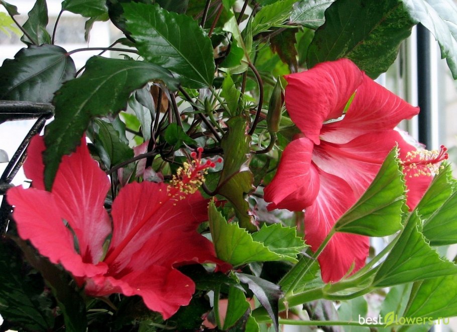 Гибискус вариегатный Снежная Королева