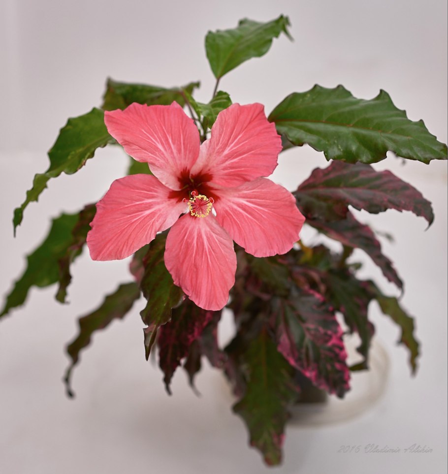 Гибискус китайская роза