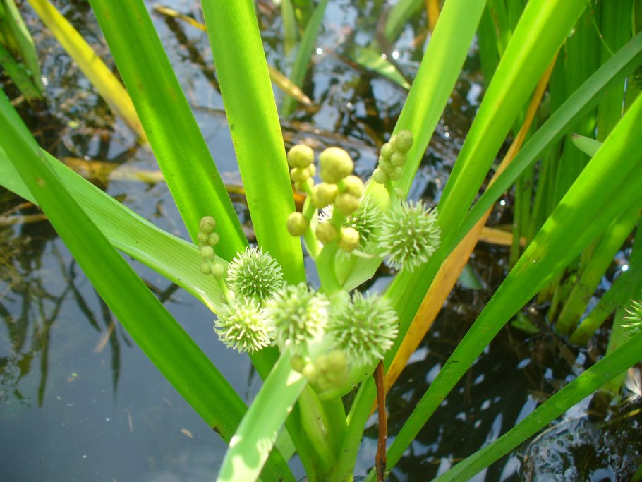 Ежеголовник всплывающий