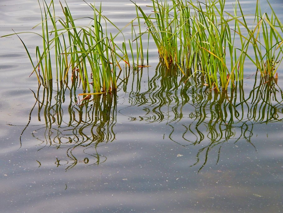 Кубышка рогоз стрелолист