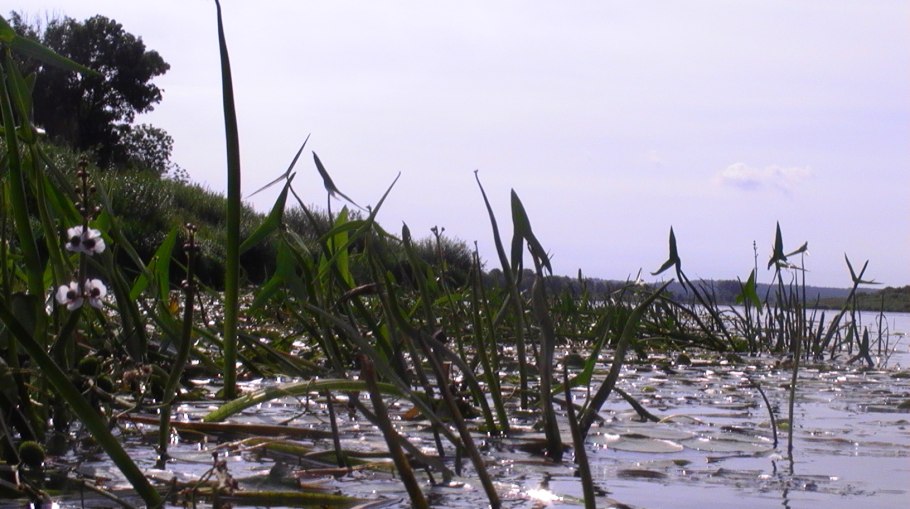 Стрелолист пресных вод фото