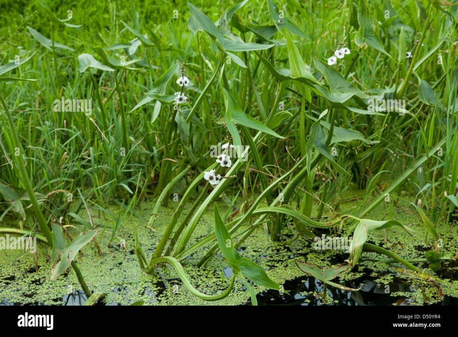 Кувшинки и Осока камыши