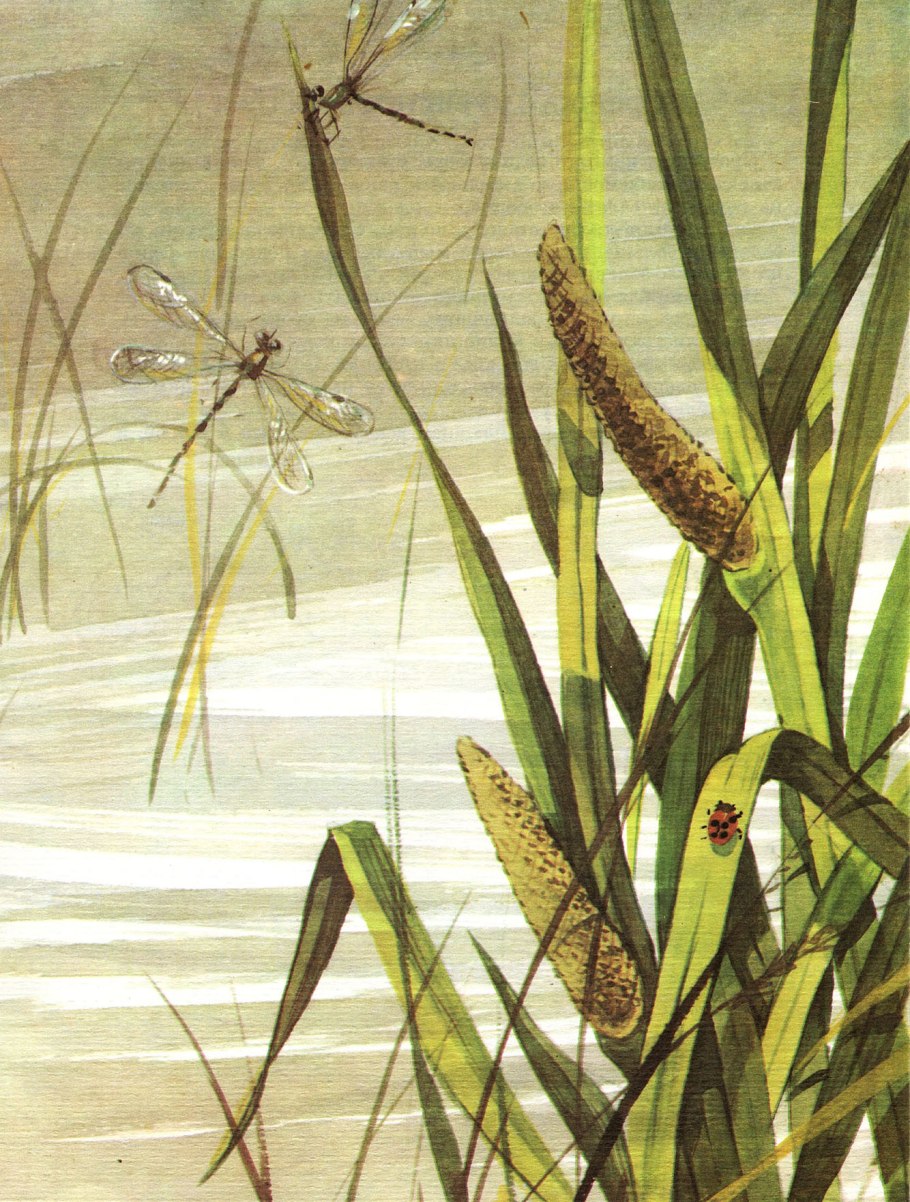 Стрелолист обыкновенный