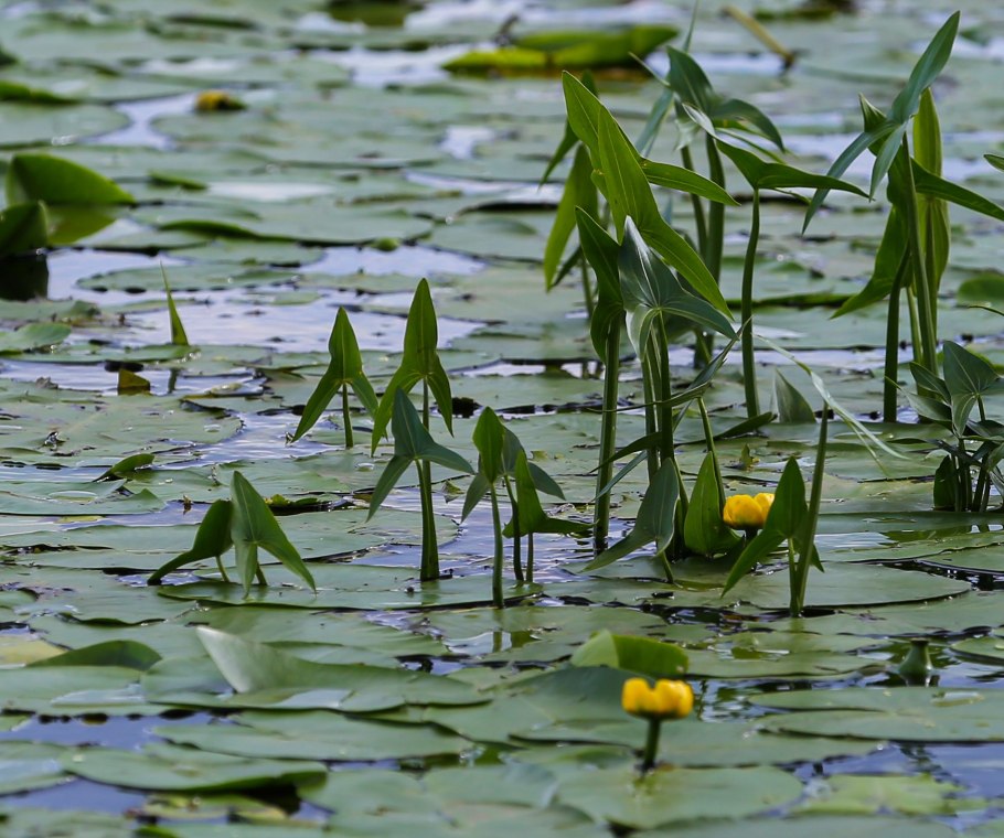 Камыш Озёрный Scirpus lacustris