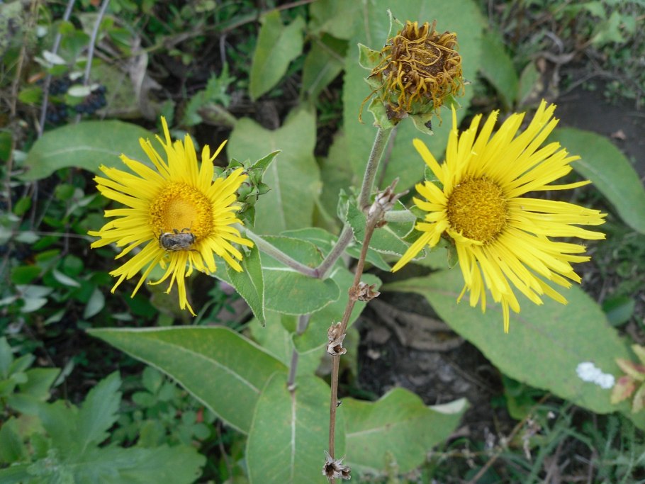 Inula hirta