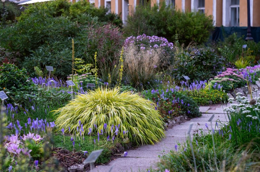 Хаконехлоя Beni Kaze