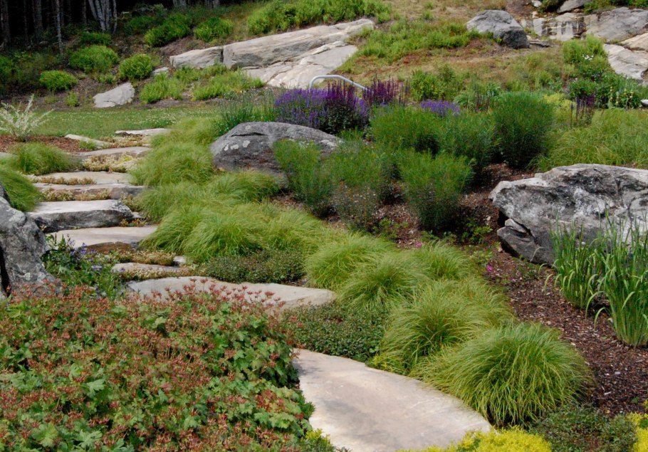 Осока Грея рокарий